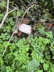 IMG_6750.jpeg