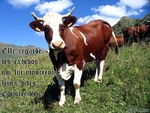 Vache.jpg