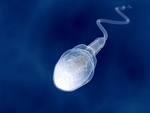 spermatozoide--59810581-299144.jpg
