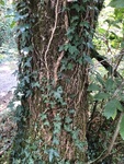 IMG_4596.jpeg