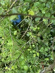 IMG_2995.jpeg