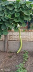 IMG_20200823_074622.jpg
