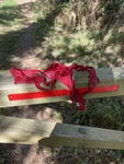 IMG_9354.jpeg