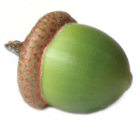 green_acorn.gif
