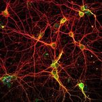 neurone2.jpg