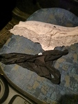 IMG_20250108_080702.jpg