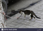 un-chat-attache.jpg