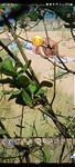 Screenshot_20220522-130415_Gallery.jpg