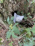 IMG_9455.jpeg
