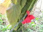 DSCN8332.JPG