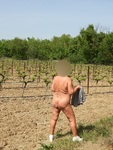 nue  dans  les vignes   du  roussillon.....jpg