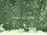 Video amateur