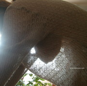 Photo amateur