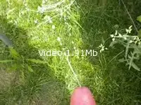 Video amateur