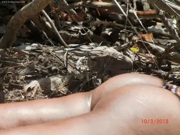 Photo amateur
