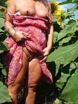 tournesol