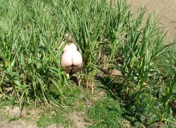 dans le maïs