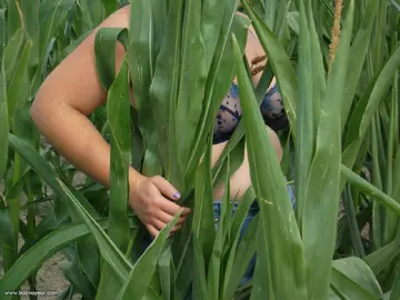 dans le maïs