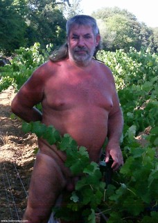 dans les vignes 2