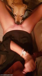 Léchée par un chien, la chienne suce et jouit